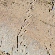 Dinosaurs footprints